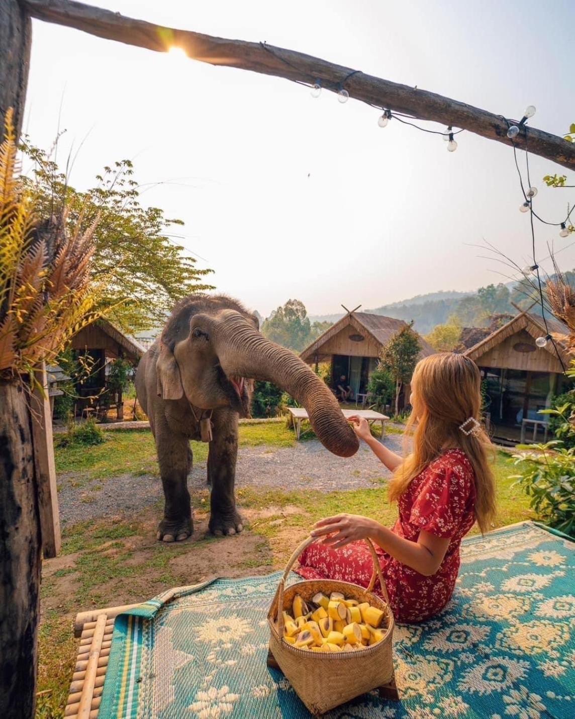3 Pok Maewang Jinxiang Gold Elephant Park Mae Wang Exterior photo